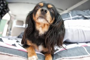 Protecting Your RV Furniture from Pets - A little dog on the bed of a camper van. 