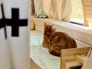 Protecting Your RV Furniture from Your Pets - Domestic Cat Lies in a Caravan.