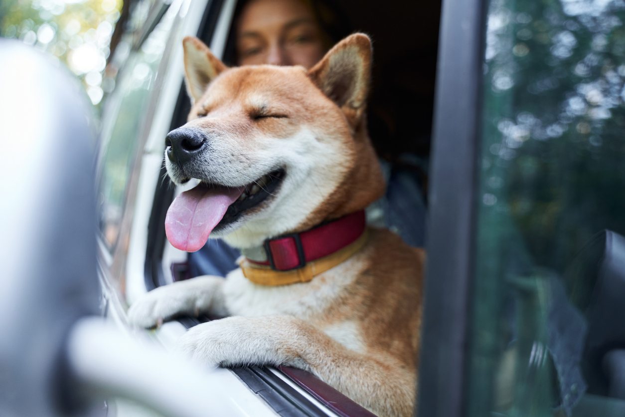 Protecting your RV Furniture from Pets-Shiba inu dog enjoying a car ride. Happy dog riding in the car, while sticking his head out of the window and screwing up his eyes in pleasure