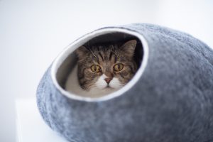 RV with Cats - tabby white british shorthair cat resting inside small comfortable felt pet cave looking out at camera