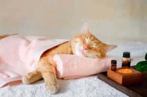 A cat sleeping on a massage table while taking spa treatments.
