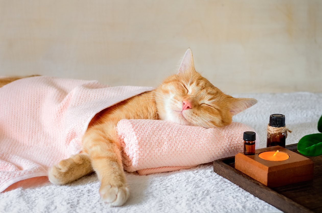 How to FullTime RV with Cats Bradd & Hall RV Furniture Blog