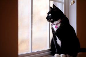 A beautiful black and white cat sitting on a windowsill and looking outside.