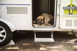 A big Leonberger dog watching in the doorway of an Eriba caravan during the stay on a camping site on a camping trip.