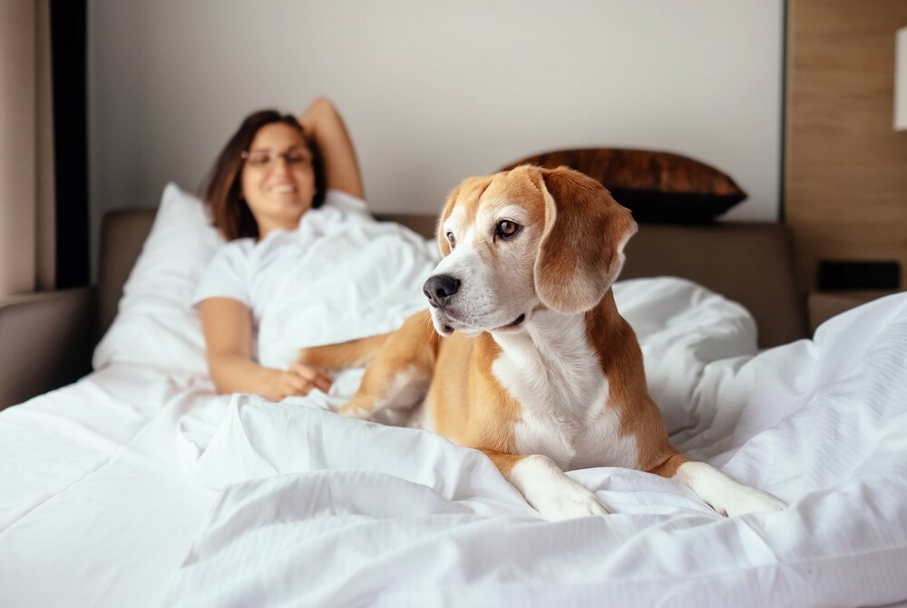 A woman and her dog wake up on an RV sofa bed.