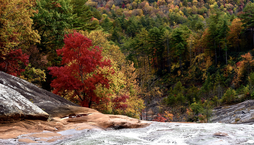 Forest with colorful trees near the Toxaway Lake