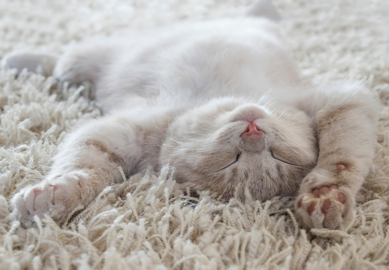 A cute cat lying on the back on a carpet.