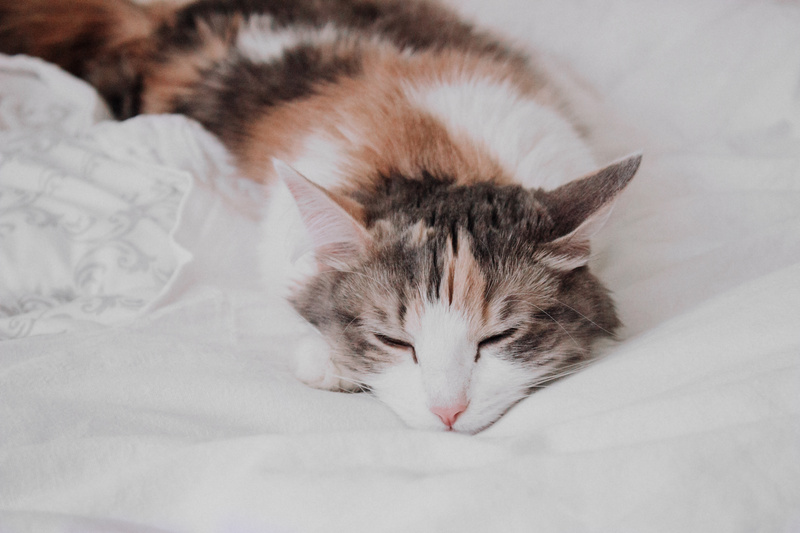 A diluted calico sleeps soundly on a new, white RV mattress.