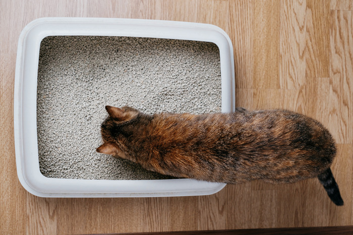 cat sniffs bulk litter in a plastic box. Top view.<br />
